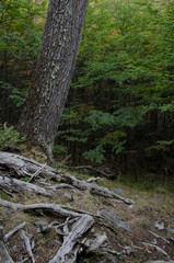 Forest in the Torres del Paine National Park.