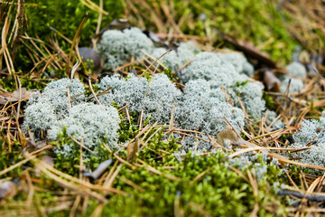 Wild lichen moss Cladonia rangiferina in autumn pine forest. Close-up. Russia. Western Siberia.