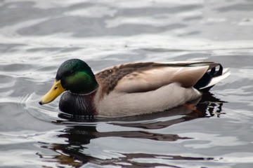 Mallard dabbling duck male aka Anas Platyrhynchos swimming in water. 