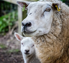 Close up of female sheep - ewe - with baby lamb in background at springtime