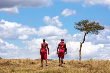 Two Maasai tribesmen walking through the Masai Mara - obrazy, fototapety, plakaty