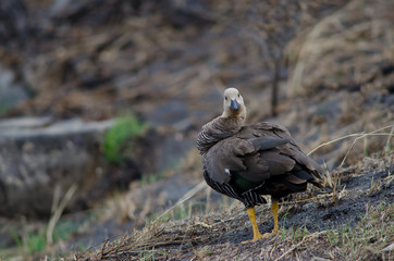Upland goose in the Torres del Paine National Park.