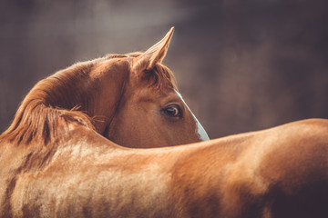 portrait of beautiful stunning chestnut budyonny gelding horse looking from behind in spring daytime
