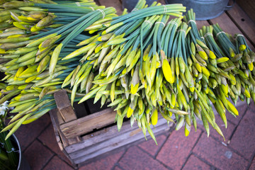 Unraveled daffodils in a box for sale at farmers market