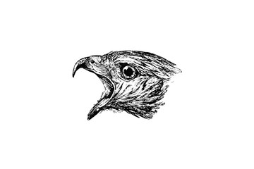 BUZZARD Head - Vintage Engraved Illustration 1889