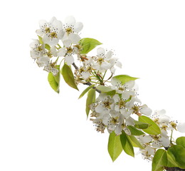 Blooming fruit tree flowers isolated on white background, with clipping path