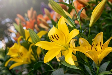 Fototapeta na wymiar The bright yellow lilies with a pistil and brown stamens