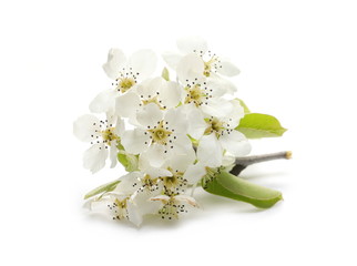 Blooming fruit tree flowers isolated on white background, with clipping path