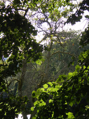 Beautiful old tree in a garden, with sun light