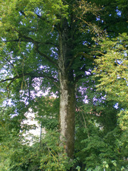 Beautiful old tree in a garden, with sun light
