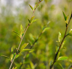 The first green leaves on the bushes in early spring close-up.