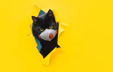 A funny bug-eyed black cat in a white protective medical mask respirator peeks out of a torn hole...