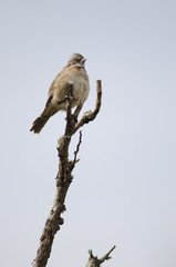 Rufous-collared sparrow perched on a tree branch.