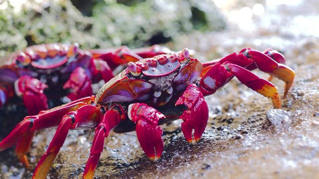 closeup of red Sally Lightfoot Crab feeding on black lava rock