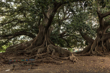 big old tree with roots in the park