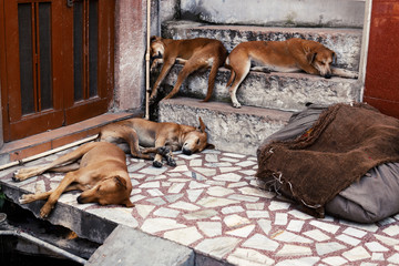 Dogs sleeping near the door in Jodhpur, India