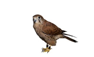young Kestrel Falcon (Falco tinnunculus) closeup on white background