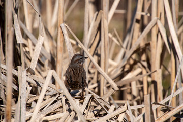 A picture of a Song Sparrow perching on the  Pampas grass.    Vancouver BC Canada