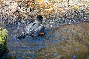 Fototapeta premium A picture of a American robin bathing in the creek. Vancouver BC Canada