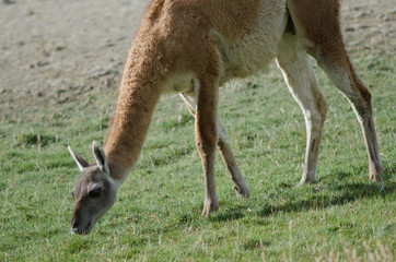 Guanaco Lama guanicoe grazing in the Torres del Paine National Park.