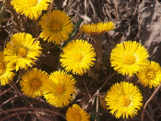 Yellow coltsfoot flowers bloom against the background of dry last year's grass. Buds of the first spring flowers.