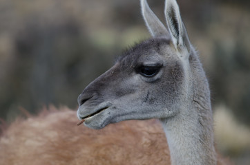 Portrait of a guanaco Lama guanicoe eating.