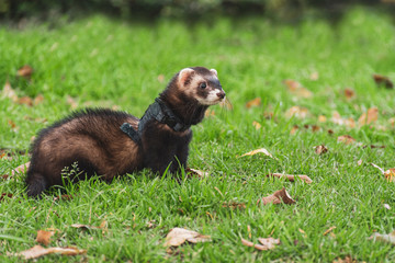 Hurón como mascota reposando en el pasto, amarrado con una correa.