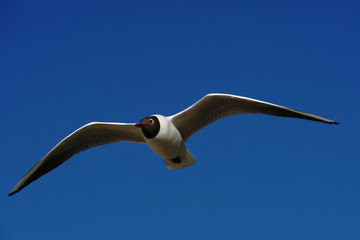 Flying seagull gliding in front of blue sky Cuxhaven