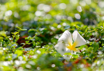 White Frangipani flowers in the garden
