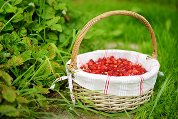 Fresh ripe wild strawberries in cute woven basket on a grass on the grass near strawberry bushes.