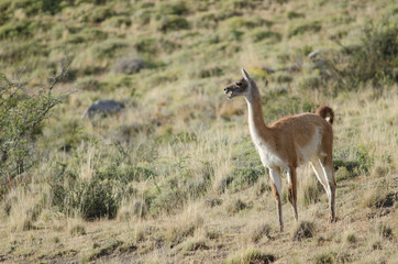 Guanaco Lama guanicoe calling in the Torres del Paine National Park.