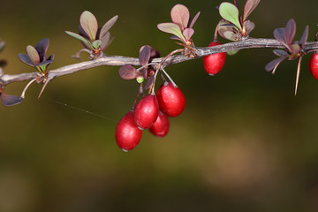 On a small branch of decorative blooming leaves next to last year's red fruit..
