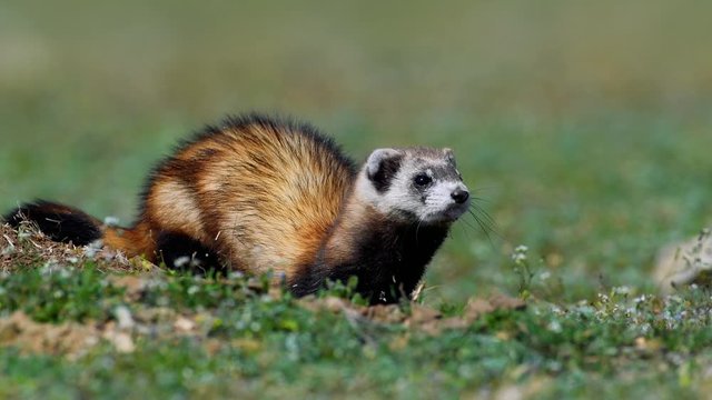 Steppe weasels or Masked polecats (Mustela eversmanii) in natural habitat, Dobrogea, Romania