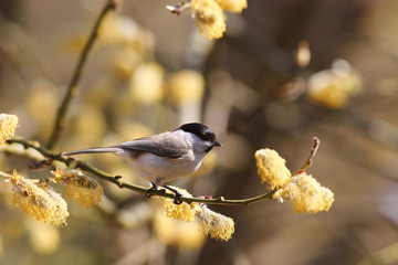Willow tit stands sideways to the camera on a blossoming branch of a willow..