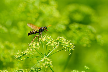 Wasp collects nectar. Selective focus. Background blur. Wasp sits on a flower.