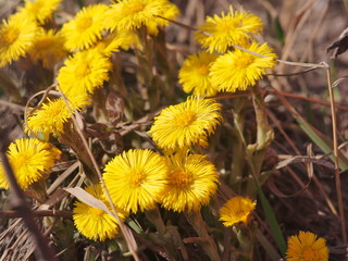 Yellow coltsfoot flowers bloom against the background of dry last year's grass. Buds of the first spring flowers.