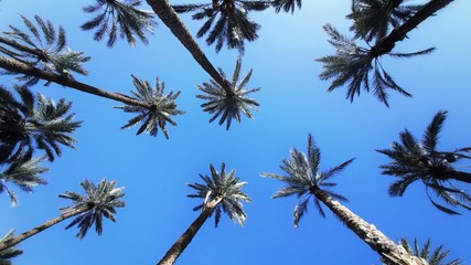 Palm tops made with fisheye lens .  A lot of palm trees against the blue sky - obrazy, fototapety, plakaty