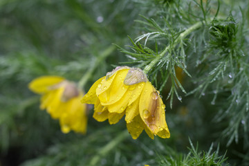 yellow flowers in the garden