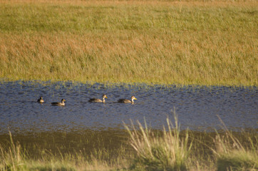 Chilean teals Anas flavirostris flavirostris on a lagoon.