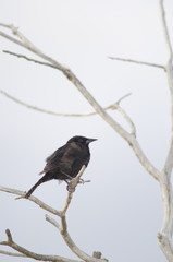 Male shiny cowbird Molothrus bonariensis perched on branch.