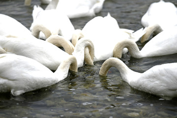 Schwäne am Attersee (Bez. Vöcklabruck, Salzkammergut, Oberösterreich, Österreich) - Swans on...