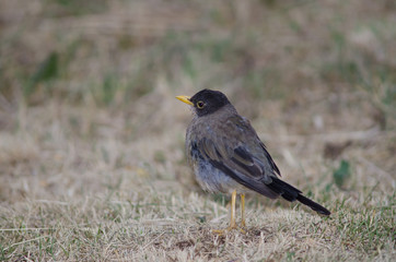 Magellan thrush Turdus falcklandii magellanicus in a meadow.