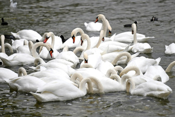 Schwäne am Attersee (Bez. Vöcklabruck, Salzkammergut, Oberösterreich, Österreich) - Swans on...
