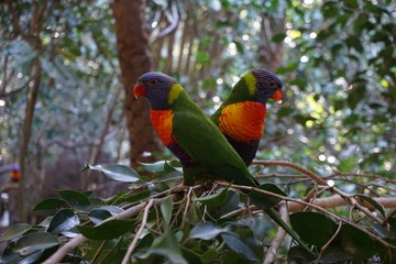 Two rainbow lorikeets sitting on a branch