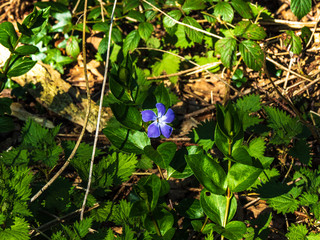 OLYMPUS DIGITAL CAMERA - BLUE FLOWER