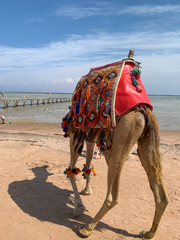 Camel in Egypt