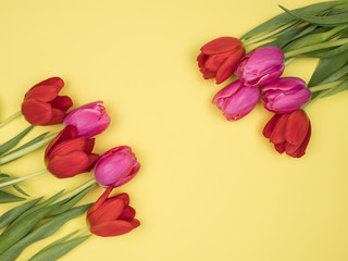 Blooming tulips on a yellow background.