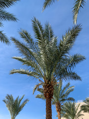 Obraz na płótnie Canvas Palm tree with Blue Sky