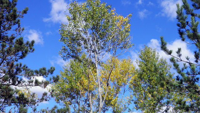 Early autumn and landscapes in the Istrian peninsula - Buzet, Croatia (Rana jesen i pejzazi u unutrasnjosti poluotoka Istre - Buzet, Hrvatska)