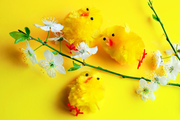 Easter or spring card. Decorative yellow chickens and a branch of blooming cherry on a yellow background. View from above. Greeting card. Easter. Spring